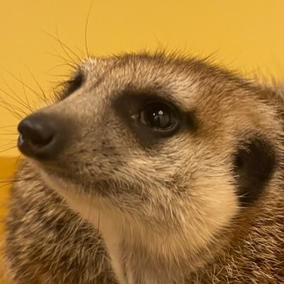 踊り手さん好き(SLHさん、ばつプロさん…) 動物好き(特に猫) 🔝4好き 同担他担◎ 『ライオンサークル貞子📼』はシラハンさんがつけてくれたあだ名です! Tiara垢@HZuu___tiara レポ垢@HZuuu___chkrepo