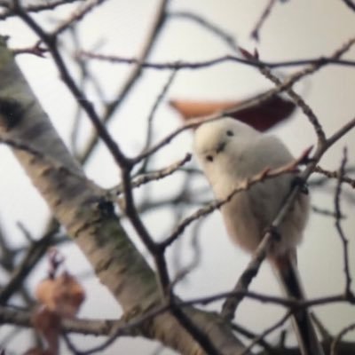 blue__magnolia's profile picture. 콥프 빵비