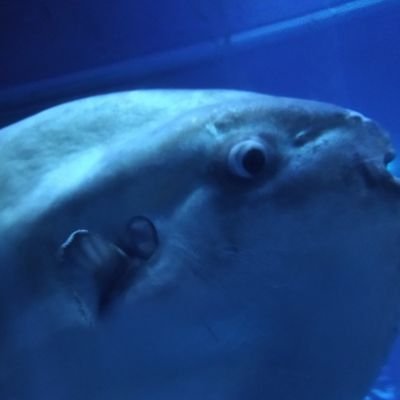 アゴボ(アゴゴ)さんのプロフィール画像