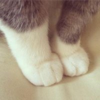 🐱靴下🐾🧦(@88_Whitespot) 's Twitter Profile Photo