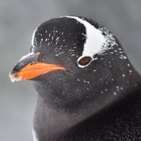 ジ ェ ン ツ ー🐧 (@gentoo_64) 's Twitter Profile Photo ジ ェ ン ツ ー🐧 (@gentoo_64) 's Twitter Profile Photo