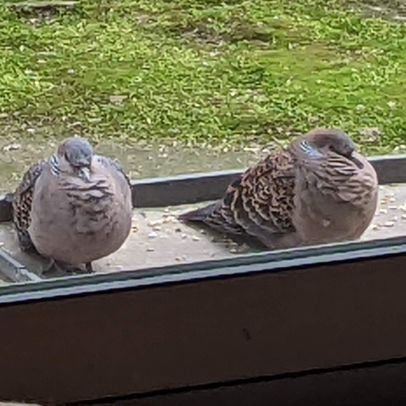 opckcn's profile picture. Deemo/アークナイツ/ピアノ/口笛/街中歩き
BU臨床(i)/猫サー/ﾃﾞｼﾞﾌﾞ　ハトさん大好き人間/ygmゼミ