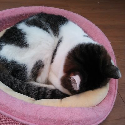 セツラ🐯10/19🐯東４🐾キ40abさんのプロフィール画像