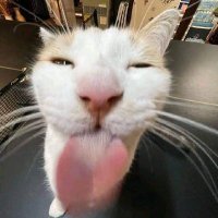 Coco Noet (@alphacheese9) 's Twitter Profile