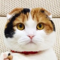 ゆずぽん (@yuzupn) 's Twitter Profile Photo ゆずぽん (@yuzupn) 's Twitter Profile Photo