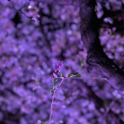 Inokou1912's profile picture. nu law