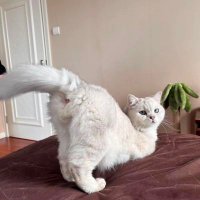 Toxichokeyyy (@toxichokeyyy) 's Twitter Profile
