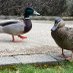 hordeofduck (@hordeofduck) Twitter profile photo hordeofduck (@hordeofduck) Twitter profile photo