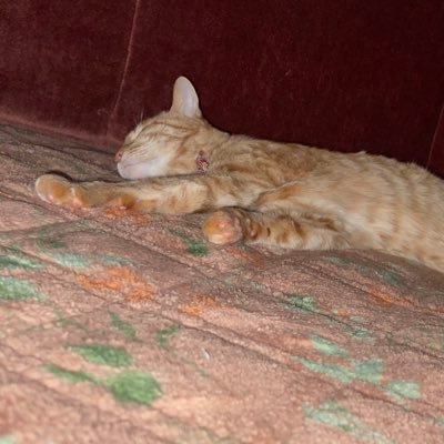 Shezkさんのプロフィール画像