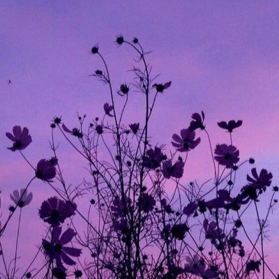 I always considered myself as dried grass, but 7 😇 made me realize that I'm a beautiful flower no matter what 💜 | BVO-PNJ | SH: driedmoonflower7