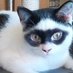 Sr. Gato (@gatosabi) Twitter profile photo