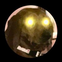 RedboneCoonhound(@RedCoonhound2) 's Twitter Profile Photo