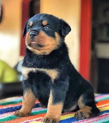 🐕Wellcome to @Rottweiler69835 🐕👣 We Share Daily #Rottweiler Content 👇Follow Us If You Love Rottwailer👇