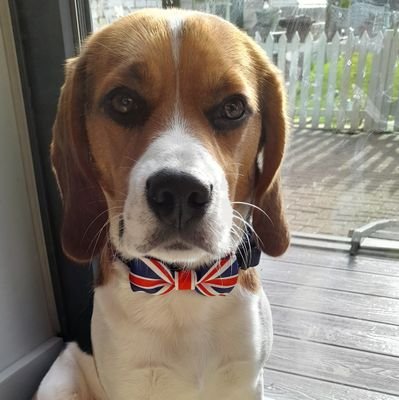 MrPercy Beagle