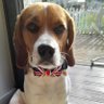 percythebeagle's profile picture. I'm Percy Beagle,doing beagle things & shenanigans, living my best life with my staff...
Let the fun begin.
Kindness matters.
I'm on Insta yasbryant1