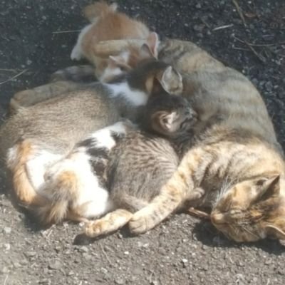 襖］ω●)っ《やぁ！》
【猫】や【小動物】のRTと、
【趣味】･【時事問題】ツイートをしてます。