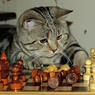 twoscoopsi's profile picture. 