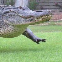 モモさんは自分をワニだと思い込んでいるさんのプロフィール画像