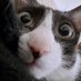 little lady (@teddysheddy) Twitter profile photo little lady (@teddysheddy) Twitter profile photo
