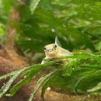 ぴねきよ🌱 (@pinekiyo) 's Twitter Profile