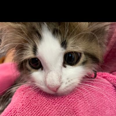 nyankotaityo's profile picture. Discord:nyankotaityo