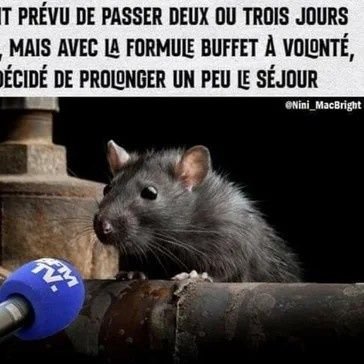 soniadzfr's profile picture. 