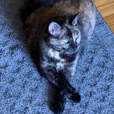 I’m a distinguished gentle-kitty. 15 lb Tortie who was born in 2009 and I’ll be 14 years old but I still act like a kitten. I love my Manda - follow me for fun!