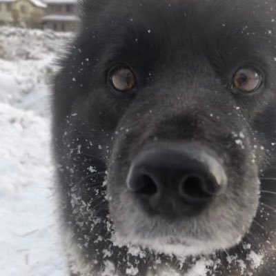 自分が気になった情報をつぶやきます。犬飼ってます。空手やってました。ペースメーカーつけてます。