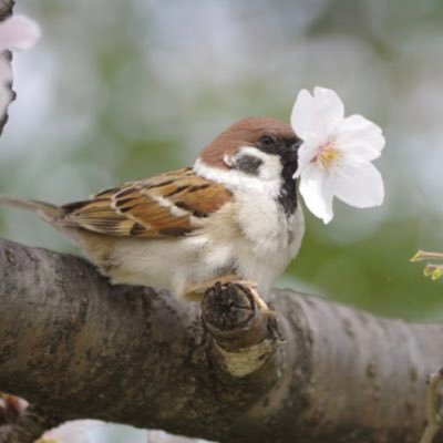 gibogutiaka's profile picture. 👶2022🐣🎀女の子🐅/シングルマザー/元義父母旦那愚痴関連(時系列バラバラです🤫)育児、日常のつぶやき✍️無言フォロー失礼します🌼