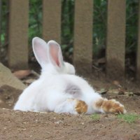 🐇Rabbit tail🐇うさぎのしっぽ🐇 (@usa_neco_ris_87) 's Twitter Profile Photo