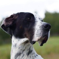 Bente Halvorsen (@bentehalvorsen3) 's Twitter Profile