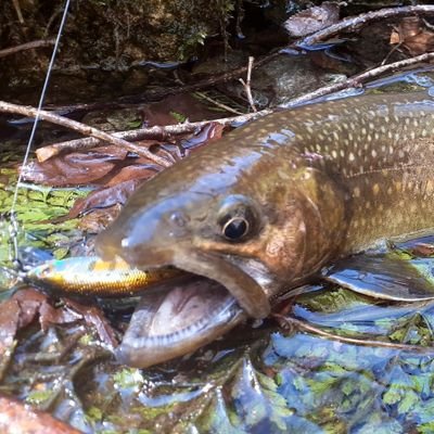 福島県南会津町に住んでいます。
趣味は釣り、ゲーム、Vなどの歌みたを聴く、スポーツ、写真を撮ることなどです！
地震や気象、名字に興味を持っています。
基本的にフォロバ100％ですが、怪しいアカウントなどはフォローしませんのでよろしくです。無言フォロー失礼します🙇
オタ垢もよろしく！→ @rai_hosiyomi