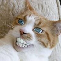 Carl (@carlthefirstcat) 's Twitter Profile