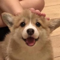 犬(@1zlha0) 's Twitter Profile Photo