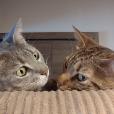 hoakarinomatsue's profile picture. 