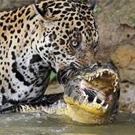 Korkunç Doğa (@korkuncdoga) Twitter profile photo