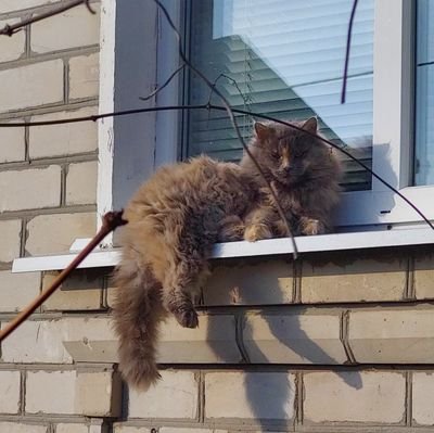 вказане ім'я Profile