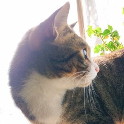 3匹の保護猫を飼っている懸賞垢🐱/ピアノや風景撮影が趣味。屋上で家庭菜園やってます🍆✨️/毎日のご飯録 #そるとの飯テロ丼Donドン 当選報告はハイライト欄🎉 #そる当