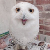 Emi (@chicken_mouse) Twitter profile photo