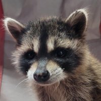Mike Perez (@mikeofnbr) 's Twitter Profile