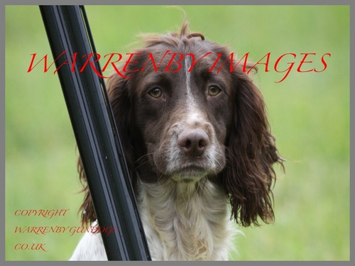WarrenbyImages's profile picture. contact 07770851762 email warrenby.gundogs@btopenworld.com