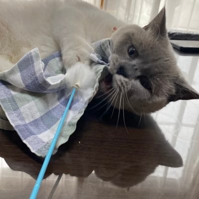 nekonoriri2525's profile picture. 猫4匹と暮らす下僕   初めてのお高いお猫様を飼い始めた　メインはリリーですがたまに他のお猫様も