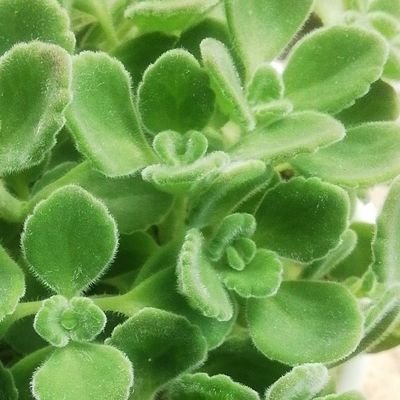 海外移住を目指して情報収集のためのアカウント作りました。無言フォロー失礼します。ワーホリ年齢制限越えアラフォー。工口アカ厳禁即ブロック致す💣