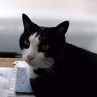 catseyesmoon's profile picture. イノウエ・マーヒー総統より指令を受けて、#猫ひた #TVK ツイート工作をしている、通りすがりのニャッカー隊員(そんなのあるかい!💢自称)です｡😸ペンネームは鬼滅系ではなく､アタゴオル系です。横浜南部に潜んでおります。近頃では､いろいろな興味を持った分野にツイートやRT､イイね👍をしておりますので、宜しくどうぞ。