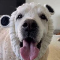 Chief Brody's Happy Face (@cb_happy_face) 's Twitter Profile Photo Chief Brody's Happy Face (@cb_happy_face) 's Twitter Profile Photo
