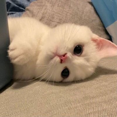stevedemogorgon's profile picture. 