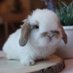 Bunnies (@RabbitEveryHour) Twitter profile photo
