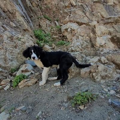 Half Bernese, Half Golden Retriever/Poodle