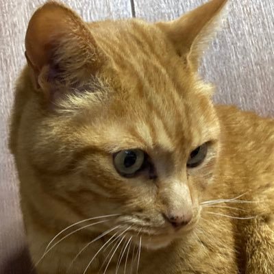 茶虎の猫を飼っています、飼い主の私は、鬱/生きづらい/解離性健忘/PTSD誹謗中傷周りからのネットいじめや晒しのせいで記憶を8年分失いました。記憶を思い出そうとすると頭が痛くなります、ゲームは、ぷそ、UCE（−＿−；）猫友ok、不可→エロ垢系全て❌投資❌勧誘❌無断転載❌