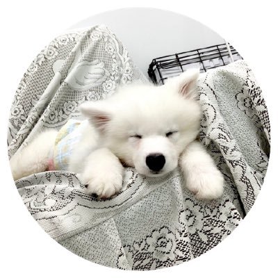 samoyed_rintaro Profile Picture